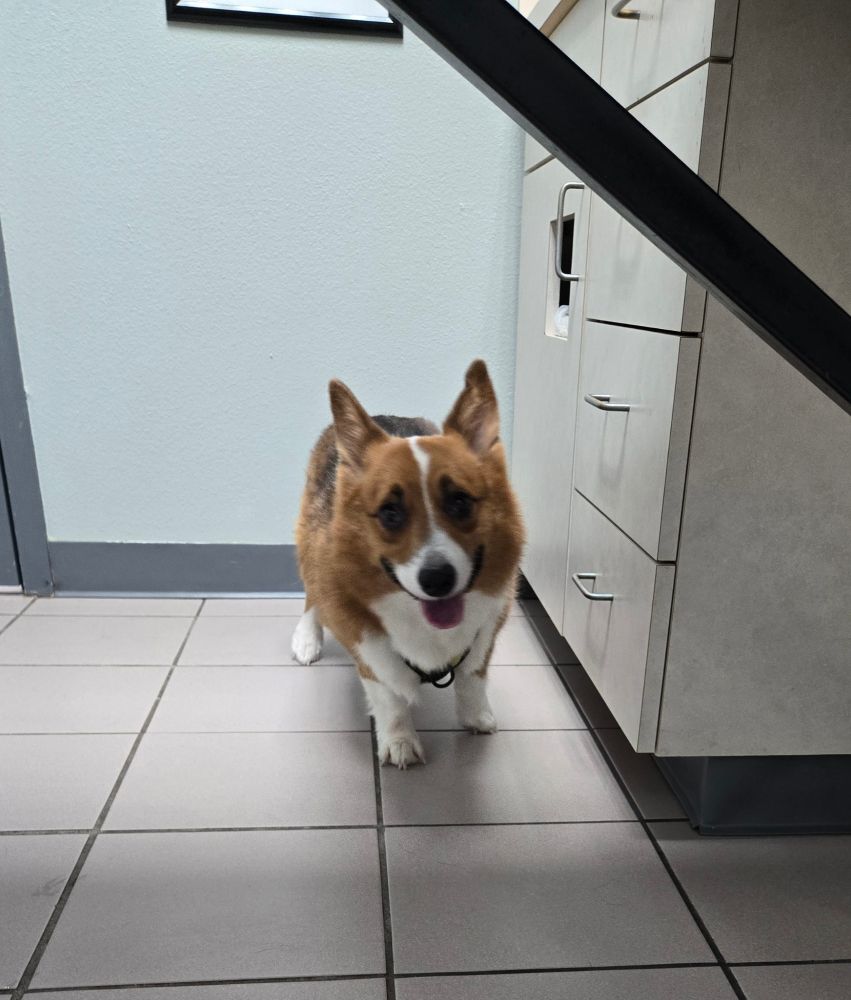 Ein the corgi looking nervous at the vet