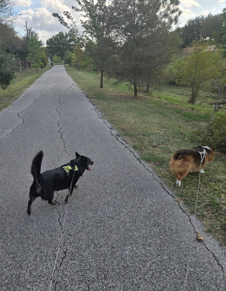 Two corgis (Nori and Ein) going for a walk in a park