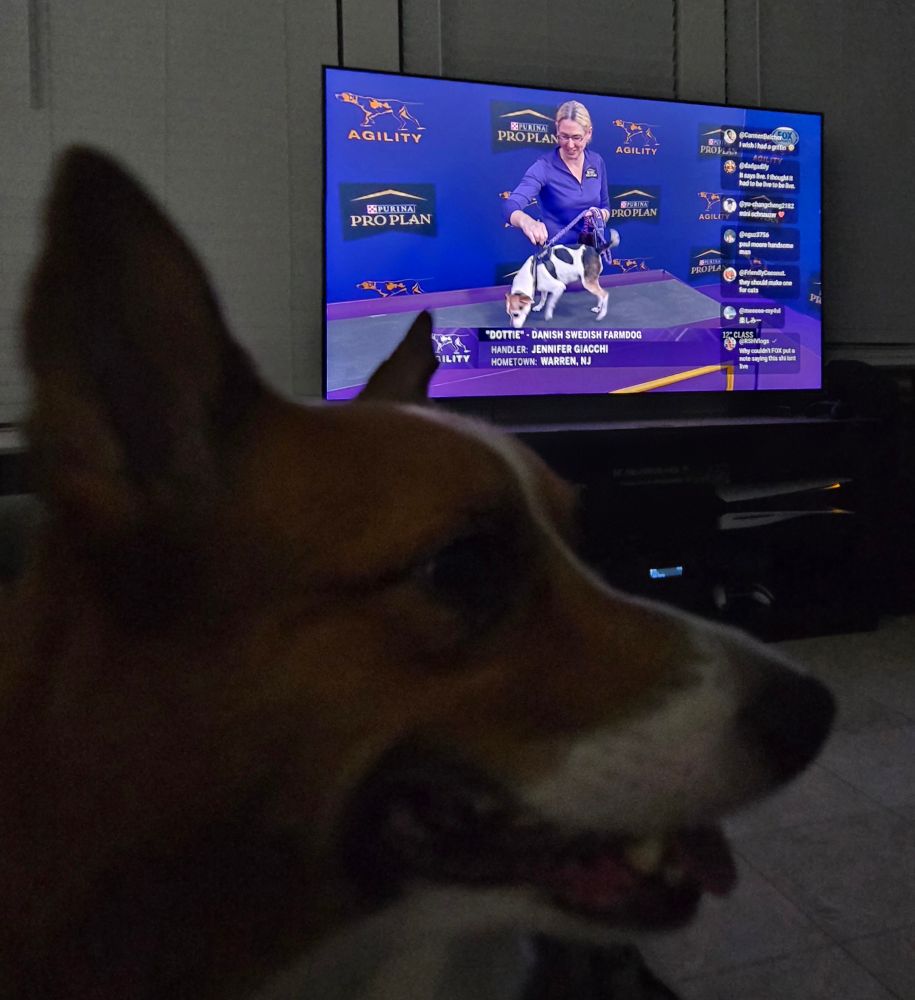 Einstein saying he could totally do this obstacle course if there is squeaks and bacon at the end