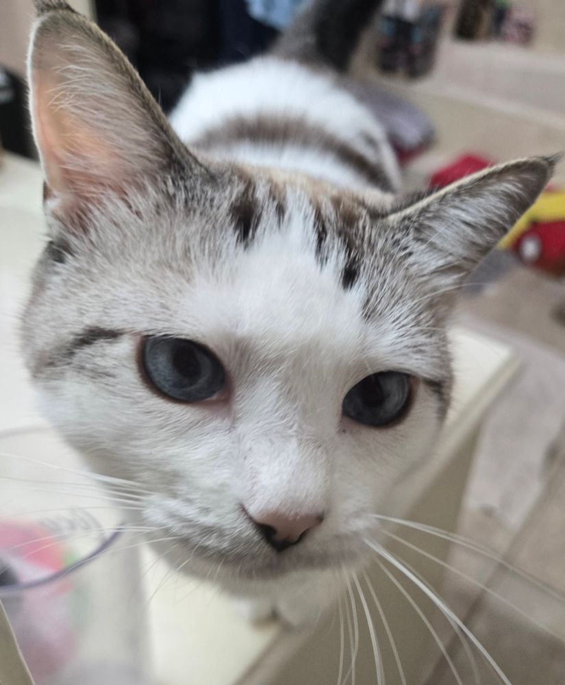 Kira the blue eyed mewmew