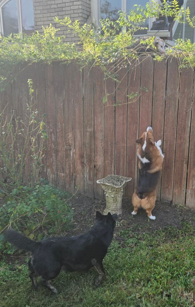 Two corgis big mad they can't play with trash kitty