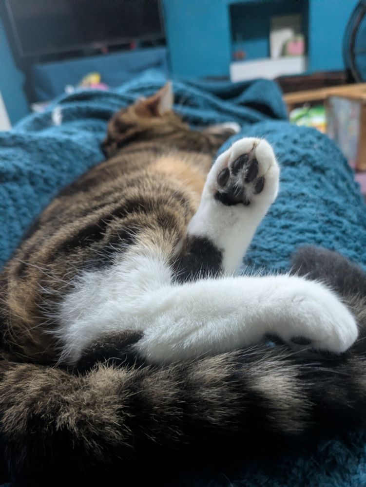 Cute tabby cat named Kaiser completely zonked out on my legs (with a nice blanket) you can see one of her cute teeny feet super clearly 