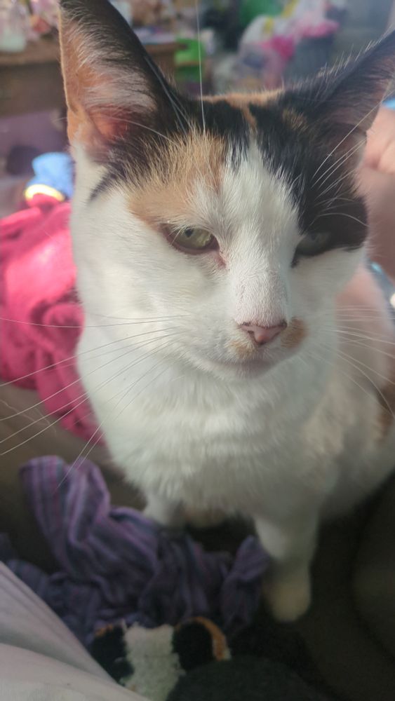 A Calico cat named Noodle. Her eyes make her look naturally cynical. Like if Daria (from Daria) was a cat. She's quite affectionate all considered. But she only really likes me. She is after all my cat