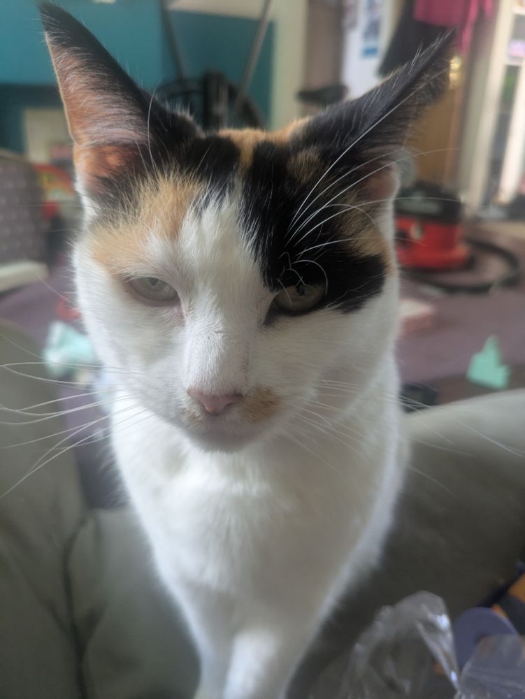 A Calico cat named Noodle

She is the most cat of all the cats