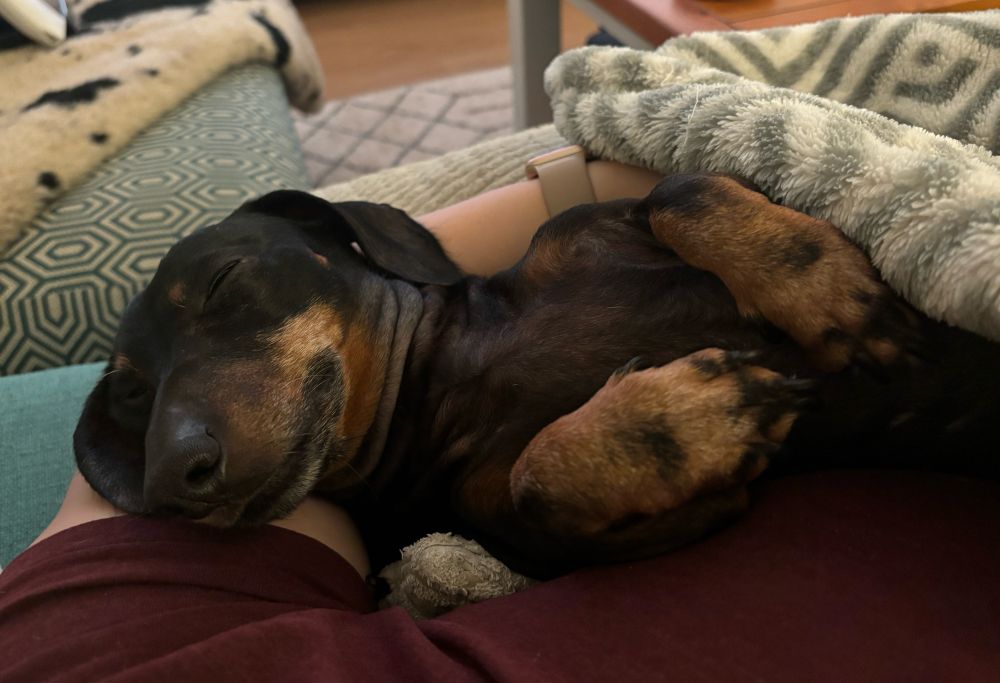 A sleeping Black and Tan dachshund (lying on her back with her ridiculous arms in the air)