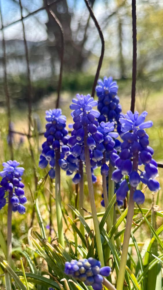 A somewhat close up photo of grape hyacinths with a wire fence in the background