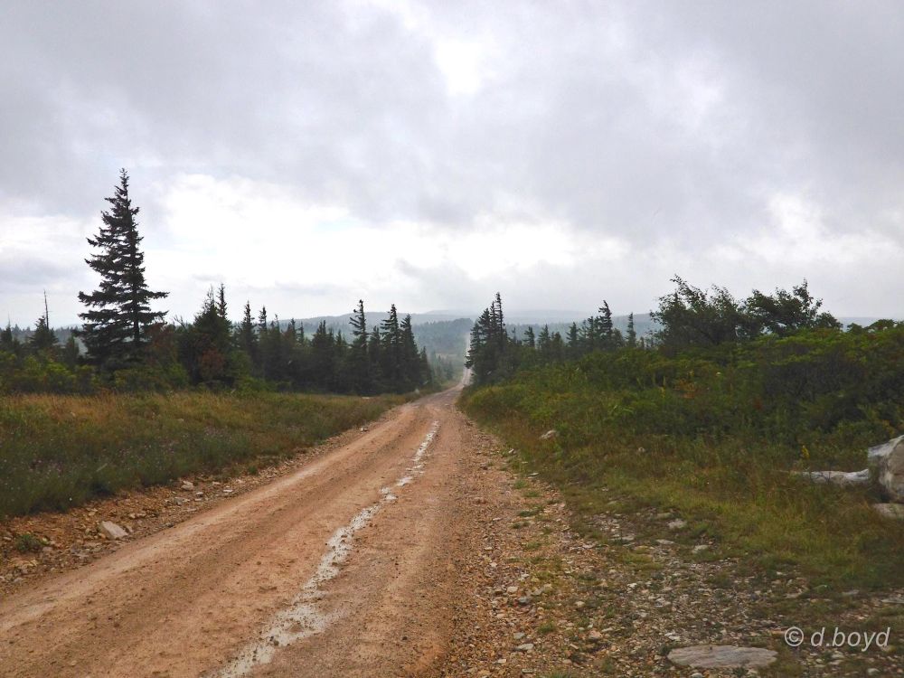 A photo of a long dirt road with evergreen trees and mountains in the background.