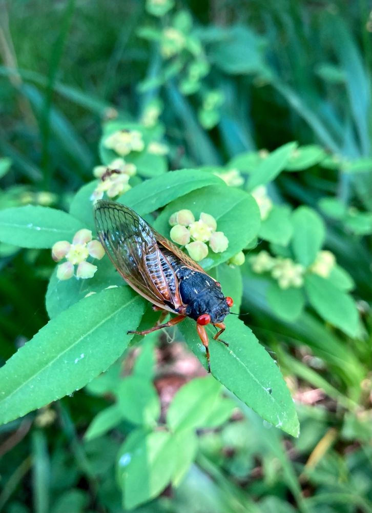 #WordLessOnWednesday
#photograph #insect #cicada #plant