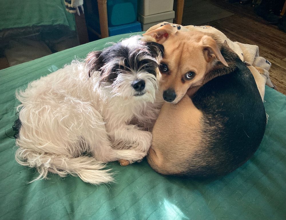 My two pups, Zoe and Rio. Zoe has long white hair with a partial black face. Rio has a black back, brown legs and face. Both are about 15 lbs.