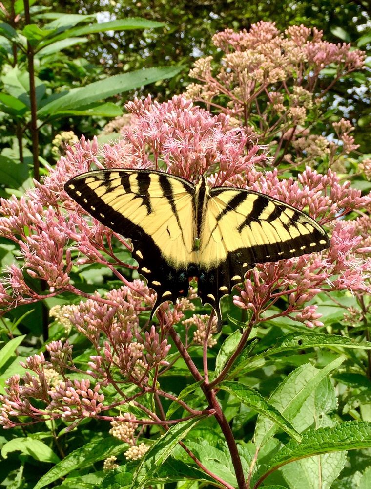 A yellow and black butterfly on the pink flowers.