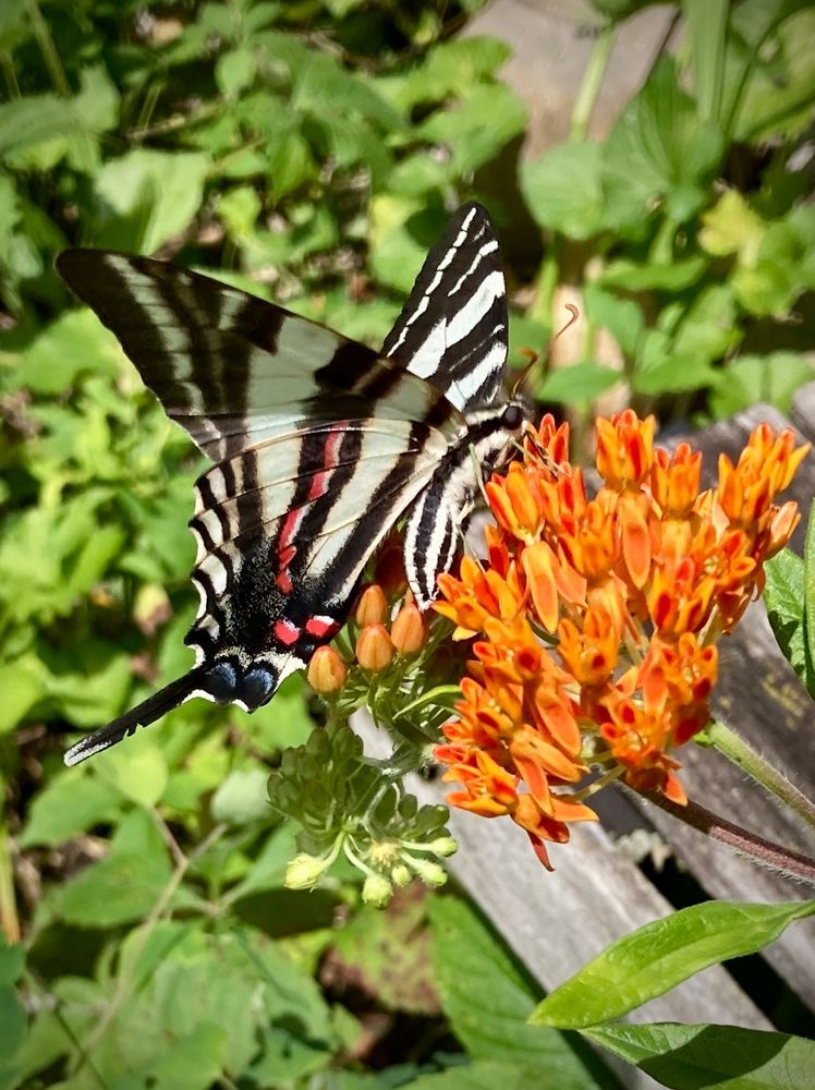 A photo of a black and white butterfly with red dots on its wings nectaring on an orange flower.