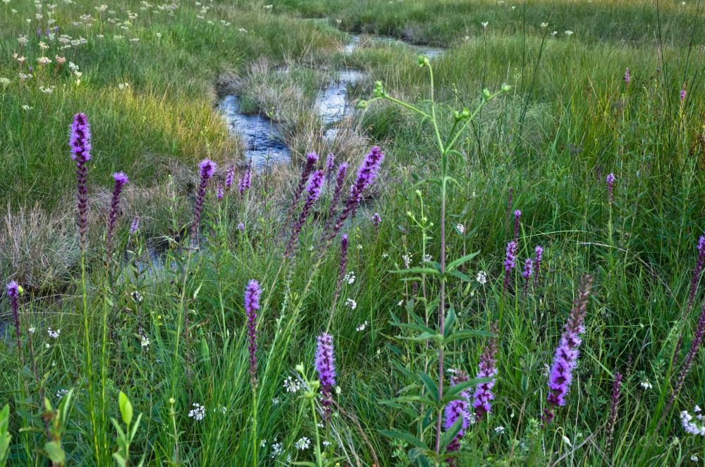A photo of a fen with purple liatris flowers and blue water, surrounded by green leaves.