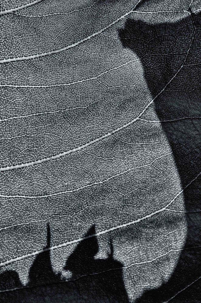 A black and white photo of a very textured Pairie Dock leaf with a dark jagged shadow cast upon it.