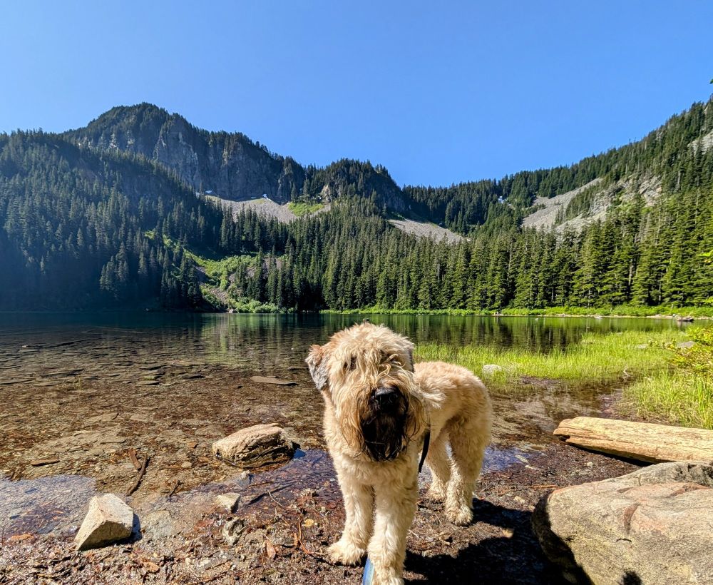 A dog (soft coated wheaten terrier) standing in front of a lake with mountains and blue sky behind him. 