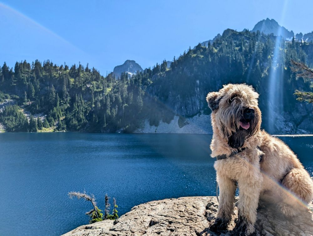 A dog posing on a rock in front of a bright blue glacial lake surrounded by mountains 