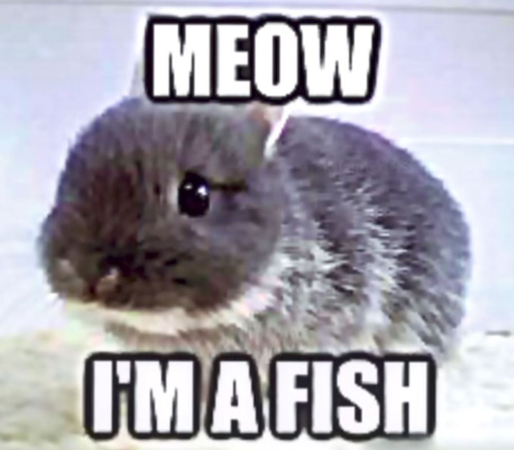 Meme of a very pixelated little black rabbit with top text saying "Meow" and bottom text saying "I'm a fish"