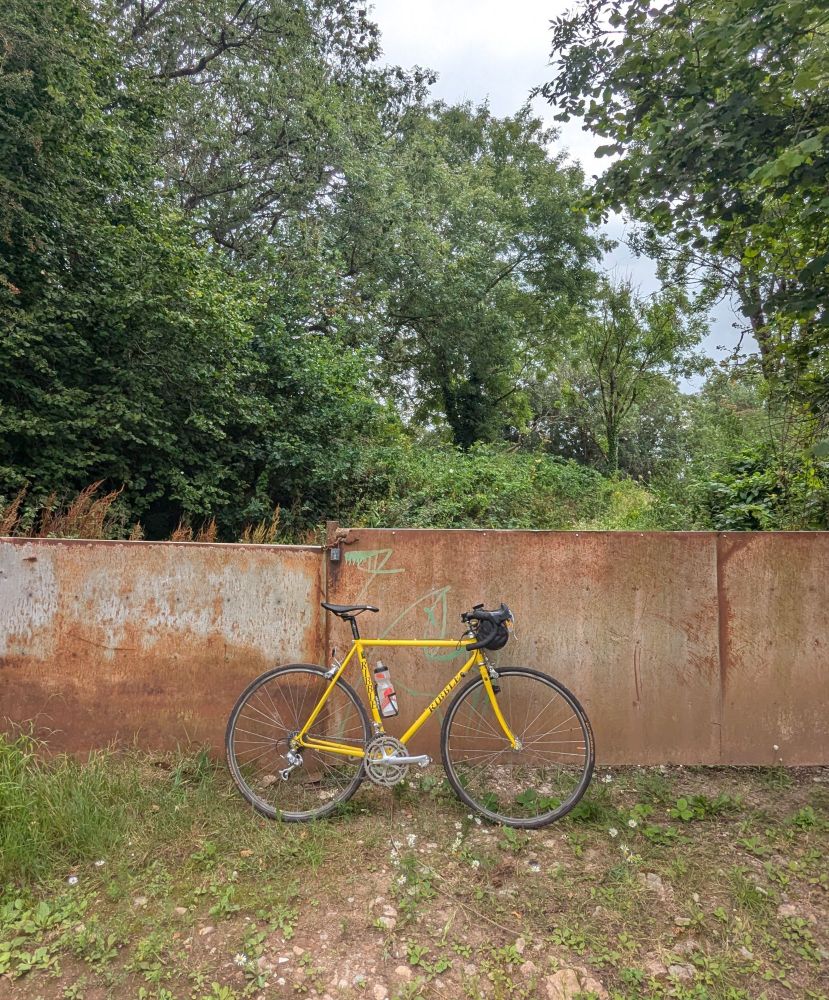 Bright yellow, steel framed road bike with black lettering on the down tube "Ribble". It is leaning up against a very rusty metal barrier in the middle of some trees