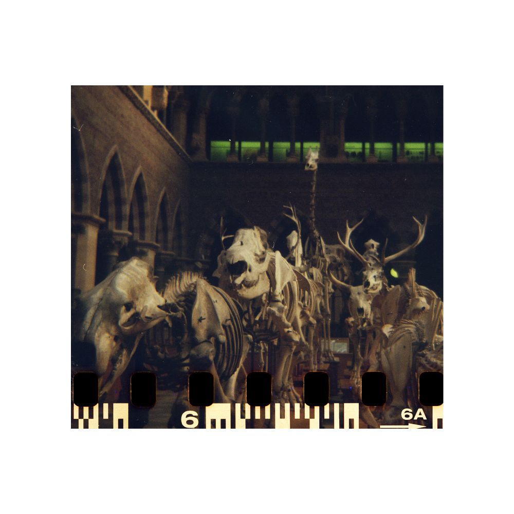 Film photograph - skeleton animals in a museum setting facing the camera