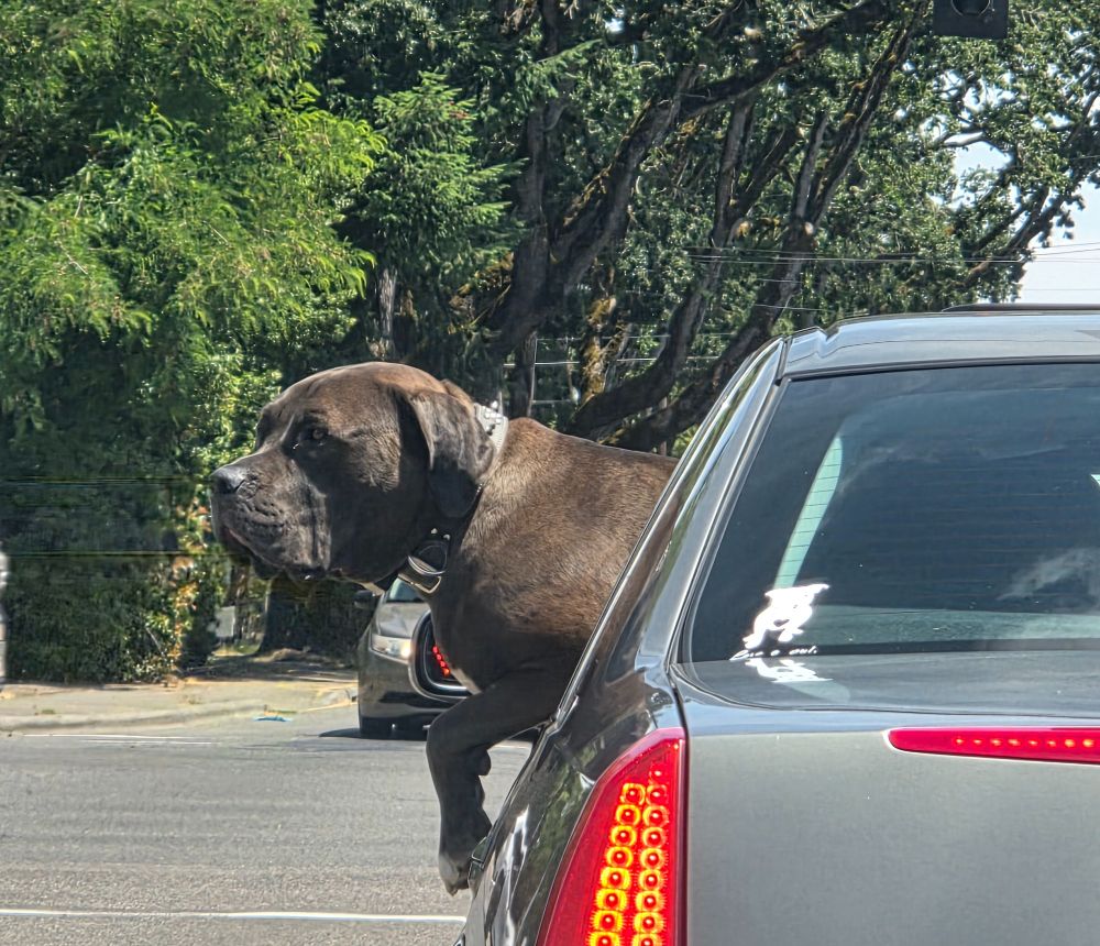 Large brown dog with head and arm outside car windows surveying 