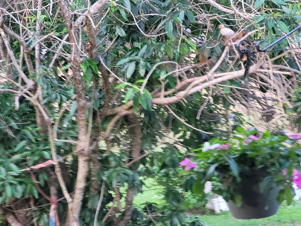 Longer view of chickens in tree