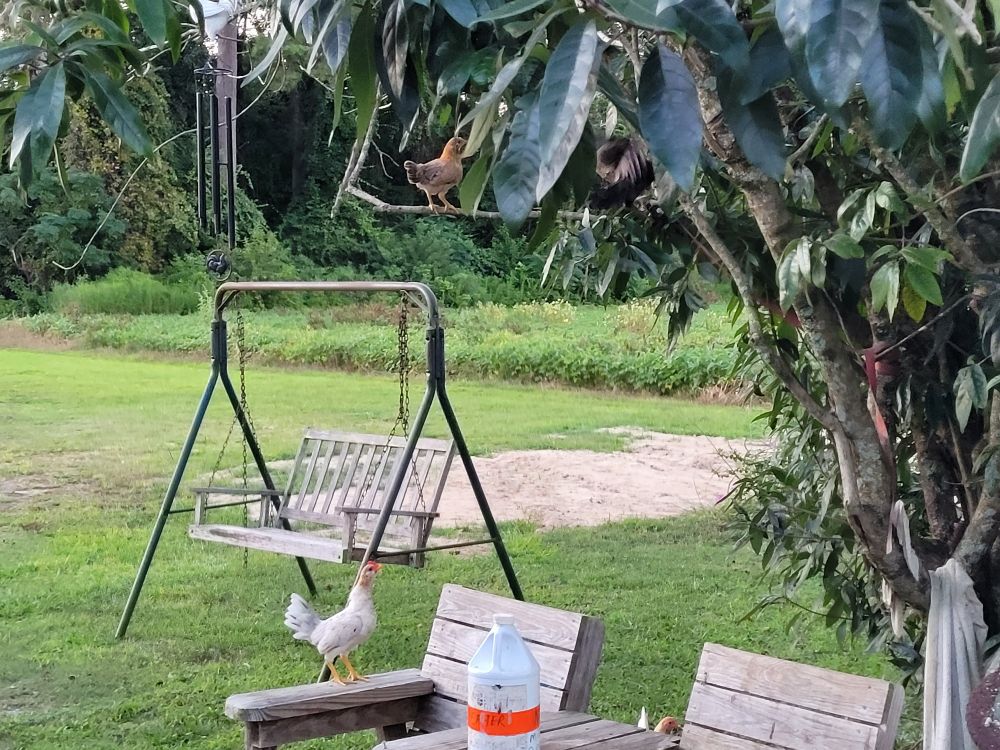 Chickens preparing for bed by jumping in tree. Hen standing on chair is white and about to jump. Other chickens already in tree above. 