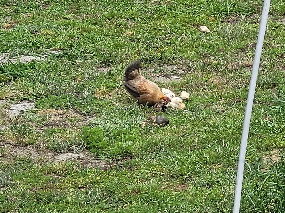 2nd mama hen and her 10 baby chicks. 