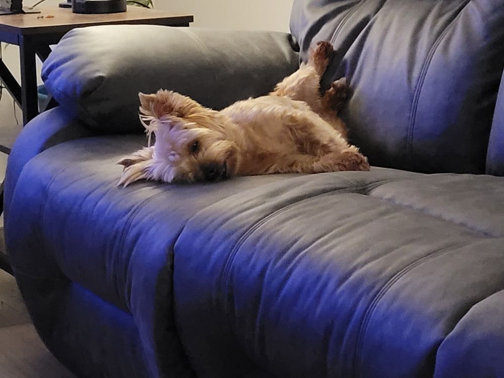Yorkie sprawled out ridiculously on couch. 