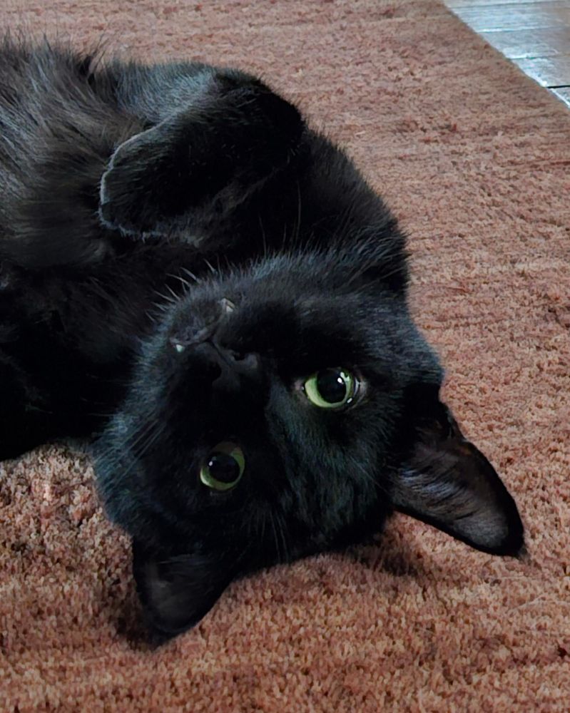 A cute black kitty named Goblin on his back with his fangs showing