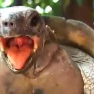 the turtle moaning from that one video