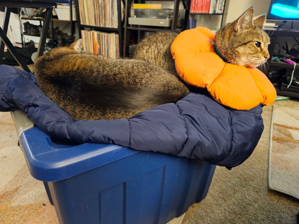 Two brown tabby cats on top of a large blue plastic tote with a dark blue puffer vest under them. One of the cats is wearing a puffy orange pillow collar.
