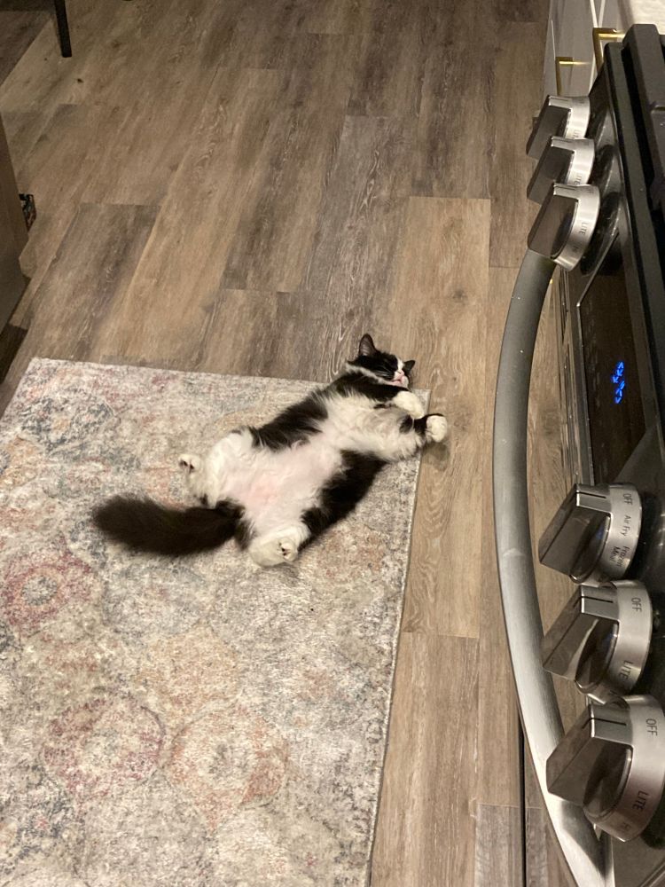 my cat Poppy laying with her belly up in the middle of the kitchen floor, snoozing without a care.