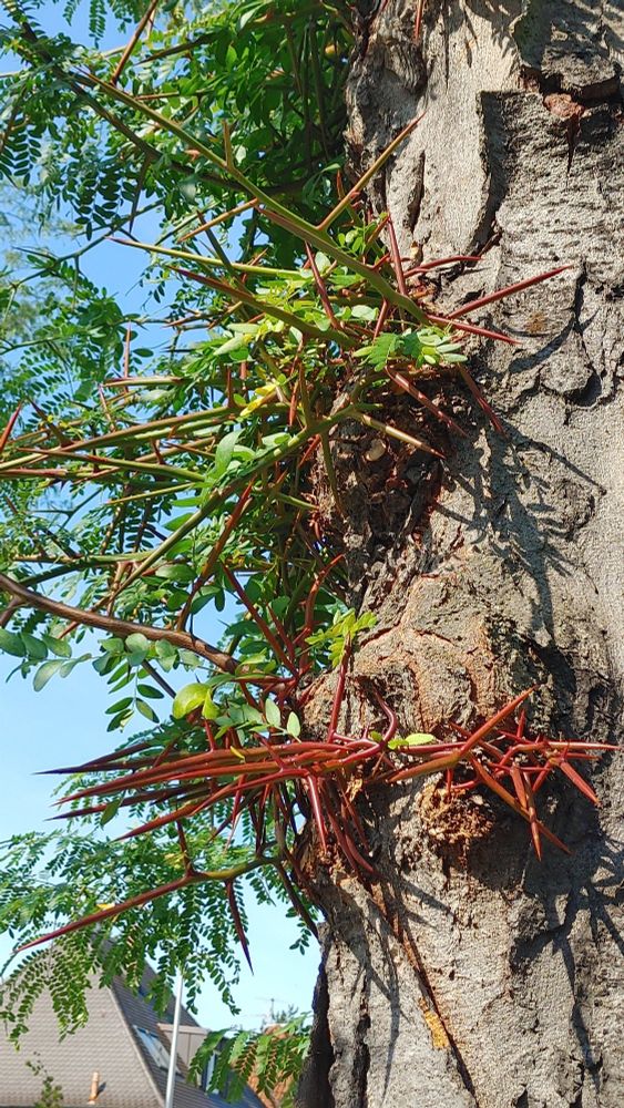 Gleditsia triacanthos growing new red spikey arbors from its trunk