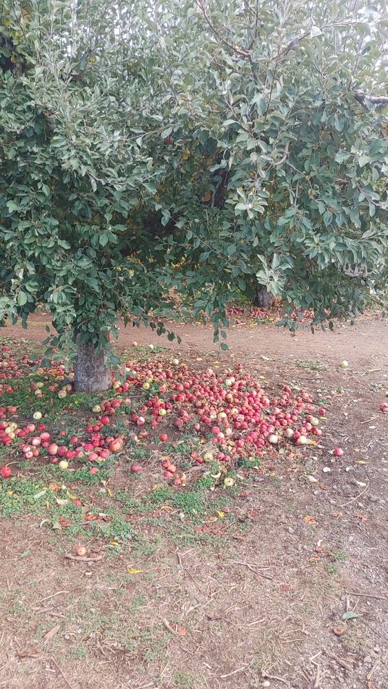 Apple tree with many red apples fallen to the ground