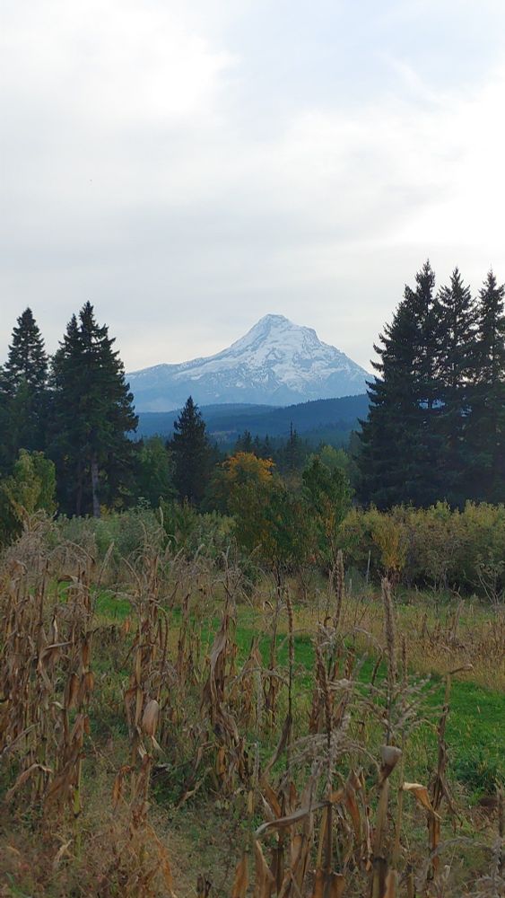 Mountain in oregon in autumn