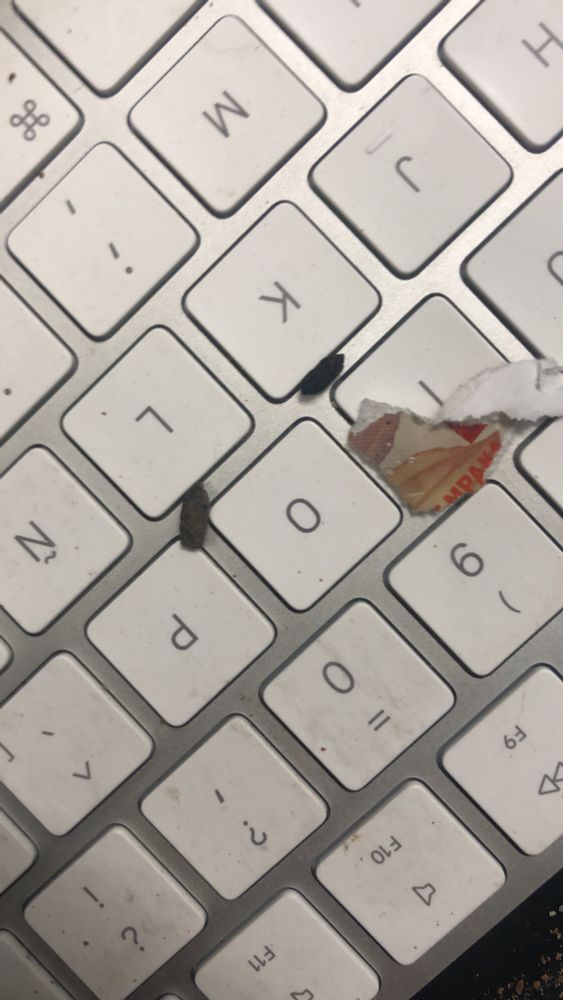 Close up of the poos on the keyboard.