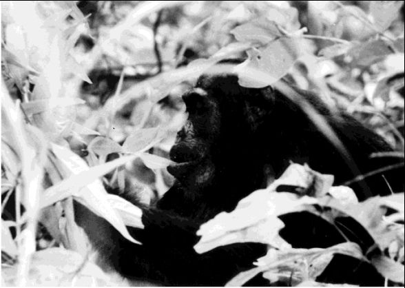 A chimpanzee swallowing a leaf whole, which helps dislodge parasites from their intestinal tracts.
