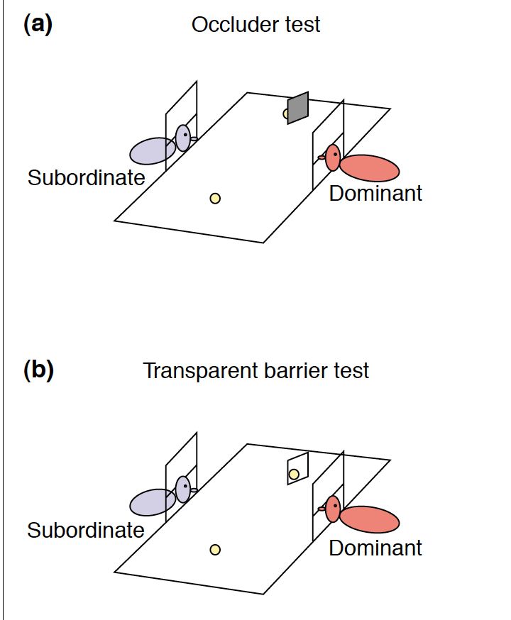 Figures from the classic Hare et al. studies on theory of mind, depicting chimpanzees as three Microsoft Paint ovals in a row with a little eye dot.