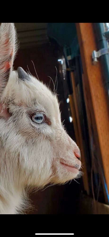 Baby goat contemplates life