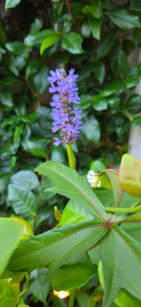 Water hyacinth bloom. Jasmine grows behind it. 