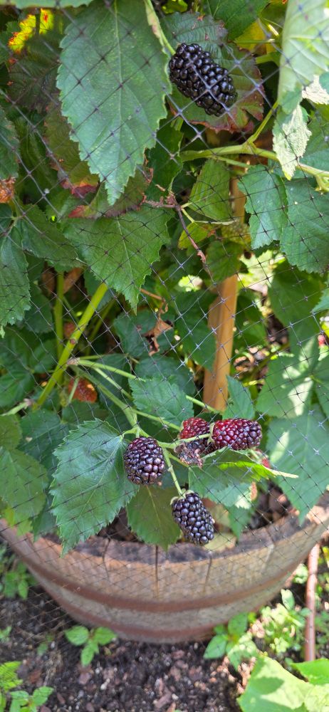 Blackberry vines on a trellis covered with bird netting. 