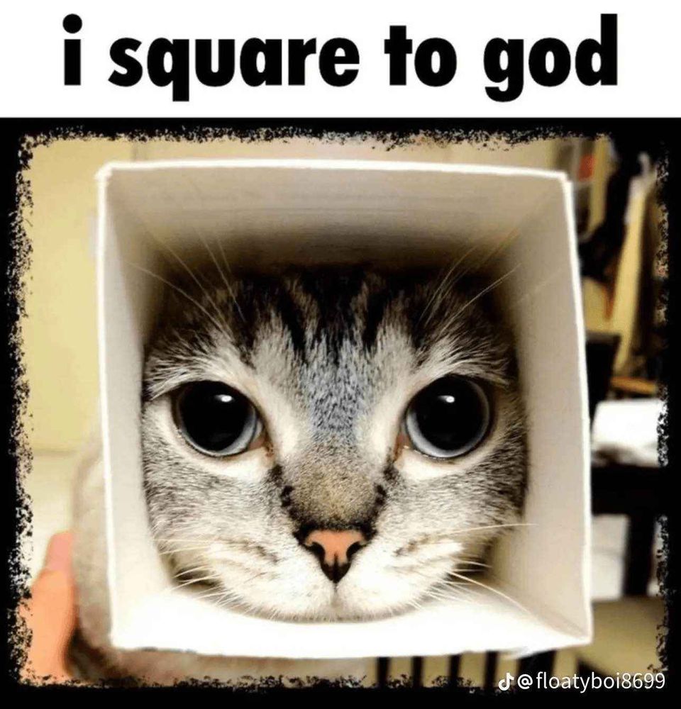 photo of a cat's face which is visible from the open end of a small square box, which has been placed over the cat's head. the text at the top reads "i square to god"
