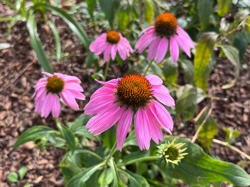 Purple Coneflowers are actually a deep pink with a rich dark orange prominent center, raised above the petals. 