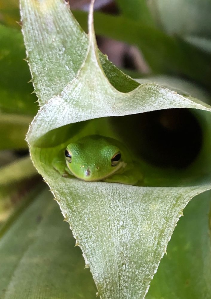 A little green frog tucked inside the tubular form of a Bromeliad leaf. 