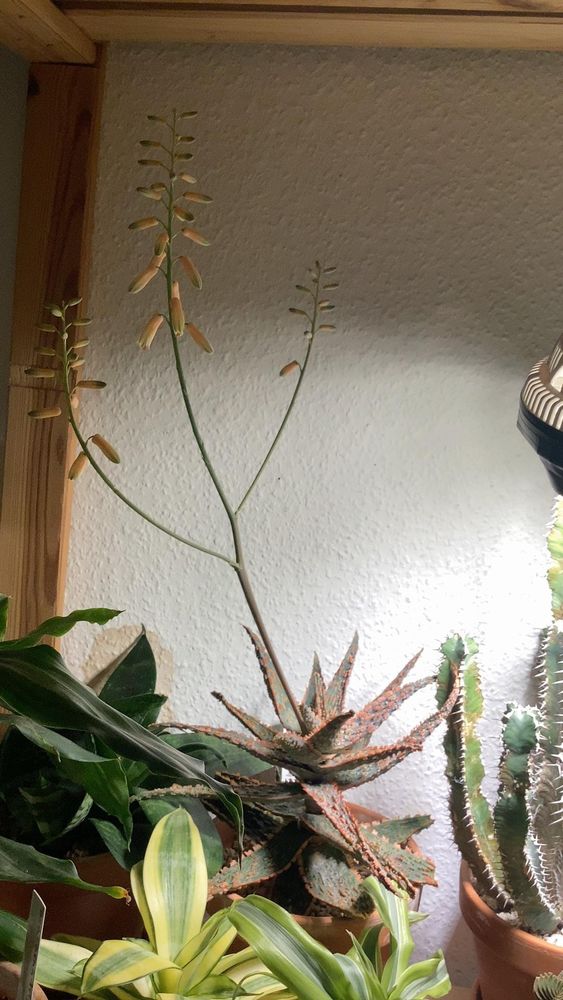 Auf dem Bild ist eine Gruppe von Zimmerpflanzen zu sehen, die unter einer künstlichen Lampe stehen.

Im Vordergrund befindet sich eine sukkulente Pflanze (vermutlich eine **Aloe** oder ein **Gasteria-/Aloe-Hybride**), die einen langen, verzweigten Blütenstängel mit zahlreichen länglichen, orange-rosafarbenen Knospen trägt. Diese Knospen sind typisch für Aloe-Blütenstände.

Im Hintergrund sieht man weitere Pflanzen, darunter:

* Oben rechts: einen **Kaktus** mit länglichen, stacheligen Trieben.
* Rechts daneben: eine Pflanze mit **grün-gelb gestreiften Blättern**, vermutlich eine **Dracaena (z. B. Dracaena fragrans „Lemon Lime“)**
* Unten im Bild: grüne, lanzettförmige Blätter, die an **Sansevieria (Bogenhanf)** erinnern.

Die Pflanzen stehen offenbar in einer Holzregalkonstruktion an einer hellen Wand, und die Beleuchtung scheint von einer Pflanzenlampe zu kommen.

