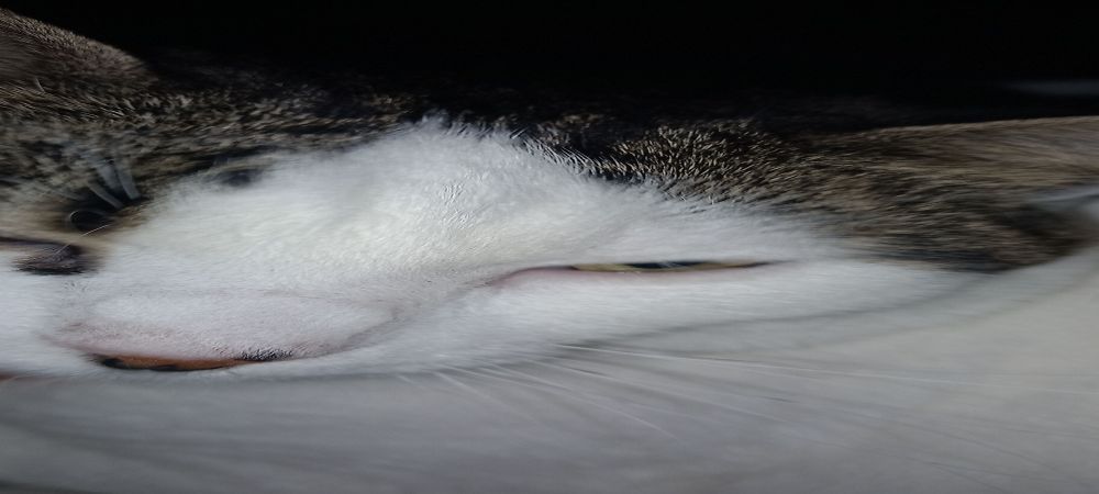 a picture of a sleepy looking white and tabby cat mid-blink