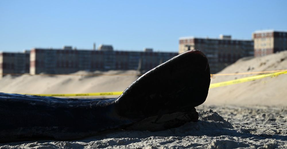 Investigating a whale beaching is grueling work, and scientists see the same culprit again and again.