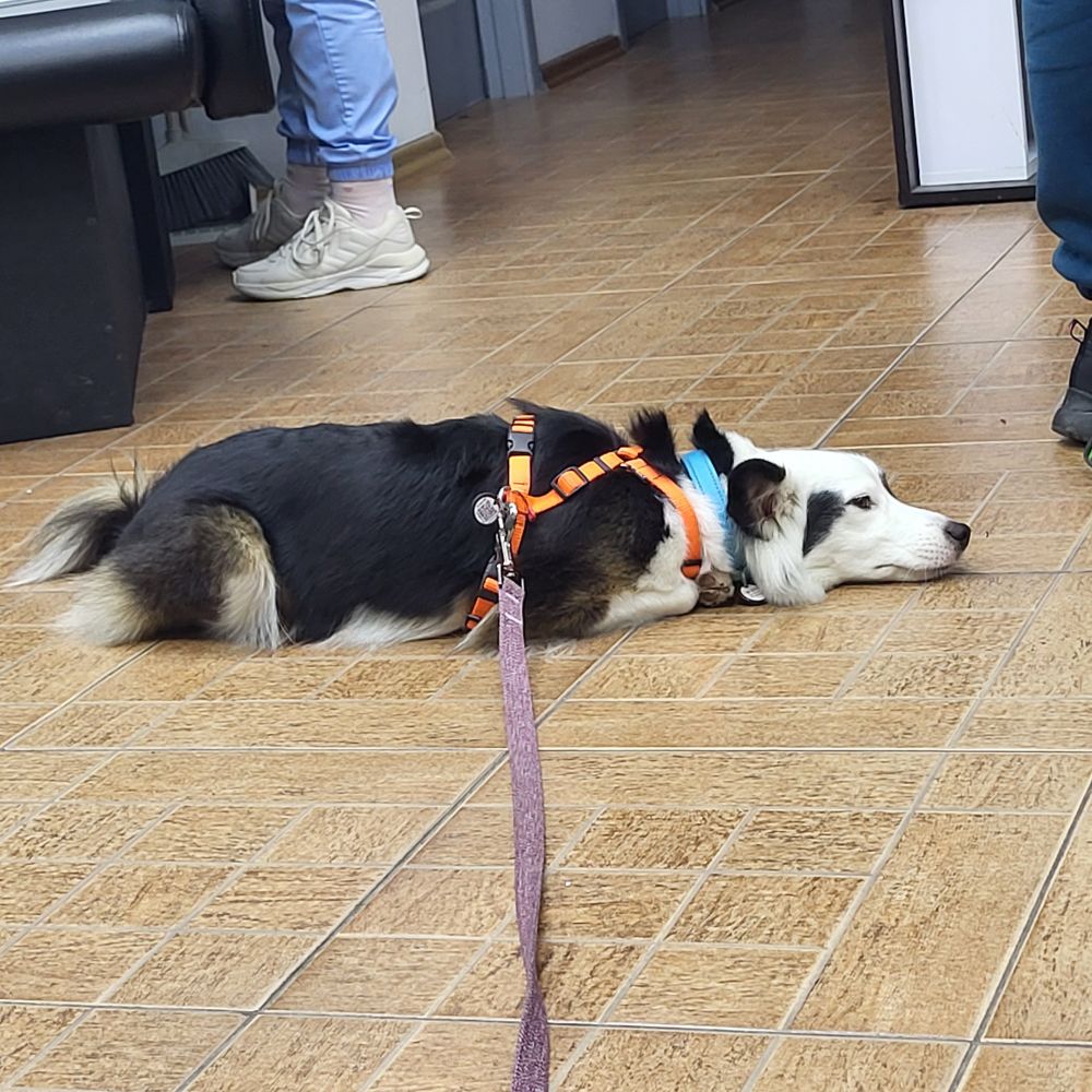 та сама ситуація але собака повністю лягла