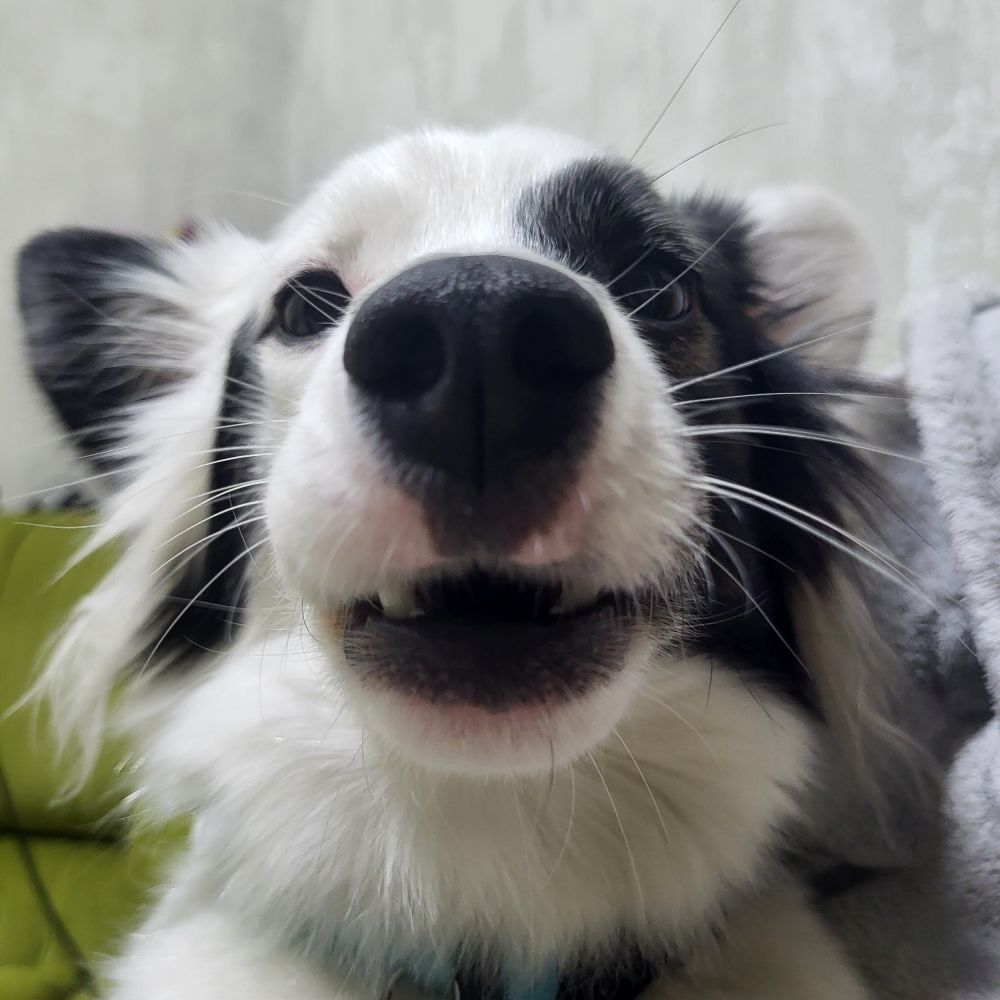 собача пика зблизька. має трошки привідкритий рот що видно нижні клики