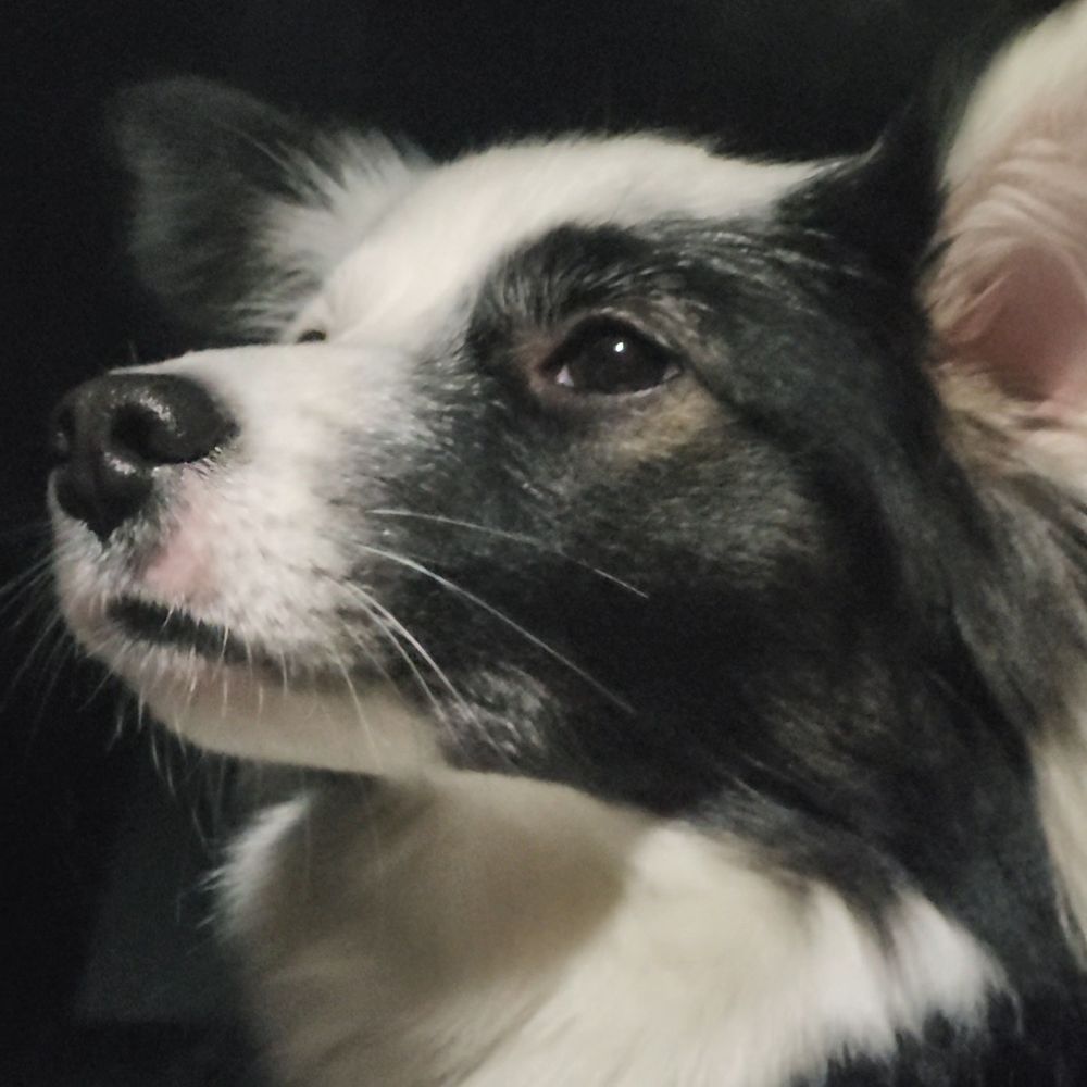 собака підняла голову вгору і зверхньо дивиться