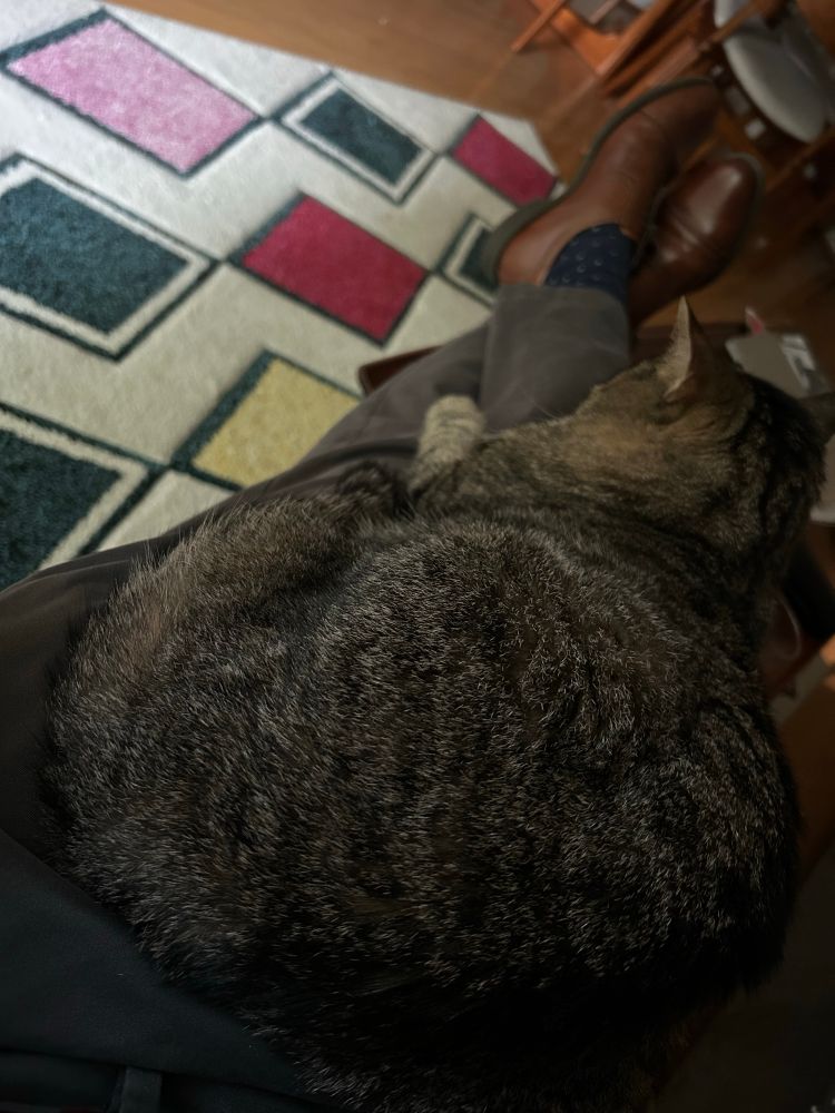 My cat Jacques sitting on my lap, preventing me from going to work